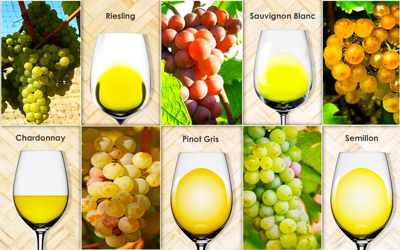 Лучшие сорта винограда для белого вина