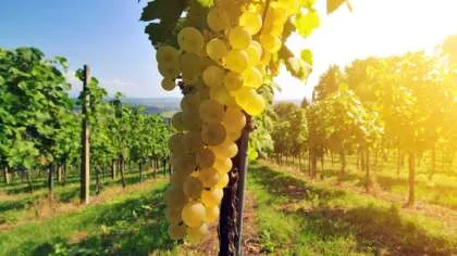Лучшие сорта винограда для белого вина